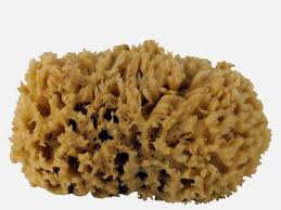 Sponge